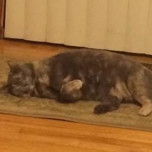 Meet your Posher, Lori